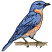 C1: Branch---Pecan(Isacord 40 #1128)&#13;&#10;C2: Shading---Muslin(Isacord 40 #1082)&#13;&#10;C3: Beak & Legs---Sage(Isacord 40 #1180)&#13;&#10;C4: Breast---Shrimp(Isacord 40 #1258)&#13;&#10;C5: Bird---Wedgewood(Isacord 40 #1028)&#13;&#10;C6: Shading---Bl