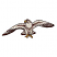 C1: Bird---Cream(Isacord 40 #1071)&#13;&#10;C2: Bird Shading---Taupe(Isacord 40 #1179)&#13;&#10;C3: Bird Shading---Cinnamon(Isacord 40 #1247)&#13;&#10;C4: Beak & Talons---Gold(Isacord 40 #1185)&#13;&#10;C5: Beak Shading---Ginger(Isacord 40 #1159)&#13;&#10
