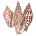 C1: Shells---Muslin(Isacord 40 #1082)&#13;&#10;C2: Shells Shading & Center Stripes---Shrimp(Isacord 40 #1258)&#13;&#10;C3: Shading on Right Shell---Azalea Pink(Isacord 40 #1224)&#13;&#10;C4: Spots on Right Shell---Rust(Isacord 40 #1058)&#13;&#10;C5: Shadi