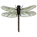 C1: Wings---SeaFoamGreenMetallic(Yenmet/ Isamet #7041)&#13;&#10;C2: Wing Veining---Army Drab(Isacord 40 #1209)&#13;&#10;C3: Wing Outlines---Pearl Black Metallic(Yenmet/ Isamet #7051)&#13;&#10;C4: Dragonfly---Charcoal(Isacord 40 #1234)&#13;&#10;C5: Dragonf