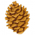 C1: Cone Shading---Bark(Isacord 40 #1186)&#13;&#10;C2: Pine Cone---Palomino(Isacord 40 #1070)