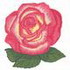 Granada Rose