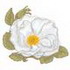 White Rose Of New York