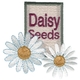 Daisy Seeds