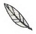 1" Feather