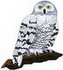 Lg. Snowy Owl