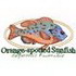 Orange Spotted Sunfish
