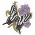 Zebra Swallowtail/ Vipers Buglosses