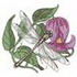 Plains Clubtail / Curl Flower