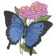 Ulysses/ Mountain Blue Butterfly