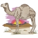 Camel Scene