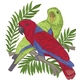 Eclectus Parrots