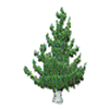 SMALL PINE TREE