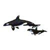 ORCAS