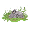 RABBIT IN THE GRASS
