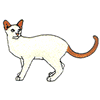 SIAMESE(LILAC-POINT)