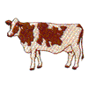 DAIRY COW
