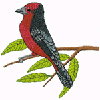 BACKYARD BIRD