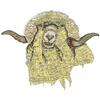 ANGORA SHEEP
