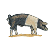 SADDLEBLACK PIG