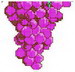 grape09b