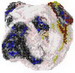 D02american Bulldog
