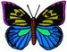 Butterfly145