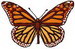 Butterfly 56