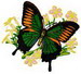 Butterfly 48