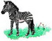 zebra056