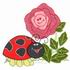Rose Ladybug