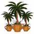 Potted Palms