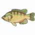 Green Sunfish