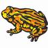 Corroboree Toad