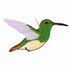 Buff-Bellied Hummingbird