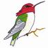 Costa¡¯s Hummingbird