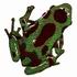 Metallic Green Poison Dart Frog