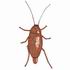 Female Cockroach