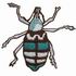 Weevil Beetle