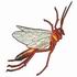 Ichneumon Fly