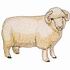 Dorset Horn (Lamb)