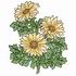 Chrysanthemums 2