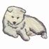 Samoyed Puppy
