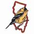 Eastern Goldfinch - New Jersey