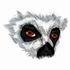 Ring-Tailed Lemur Eyes