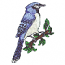 BLUEBIRD