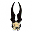 ANTELOPE SKULL