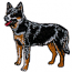 AUSTRALIAN CATTLE DOG