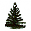 PINE TREE