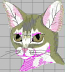 Abyssinian